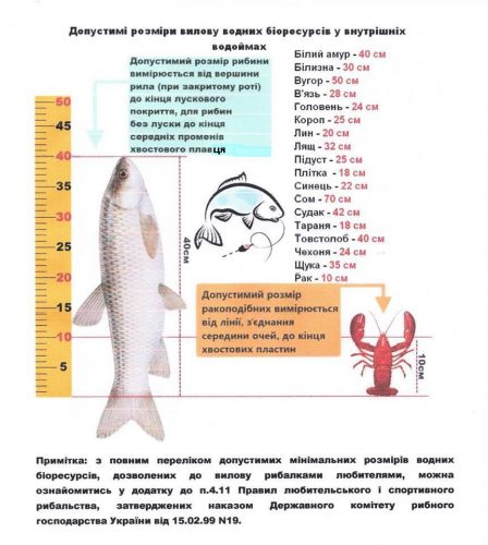 Дозволені до вилову мінімальні розміри риб